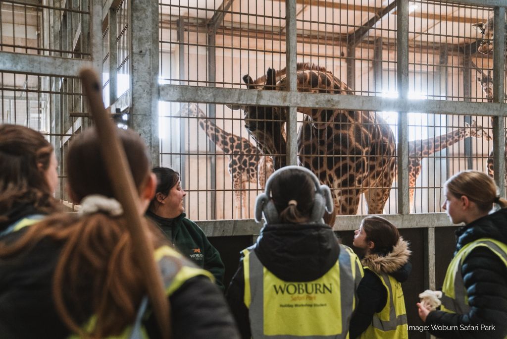 Children looking at a giraffe at a safari park